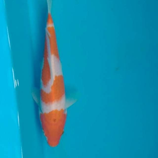Kohaku Bahan Super, 25 cm