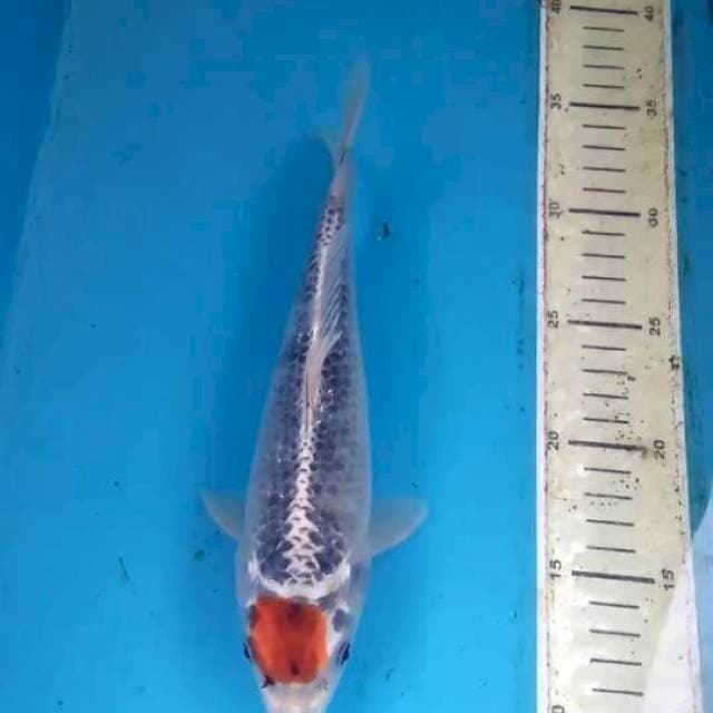 Tancho Goshiki 24cm