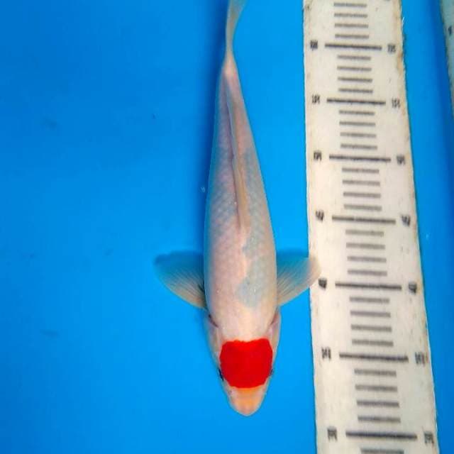 Tancho sowa tategoi 31cm