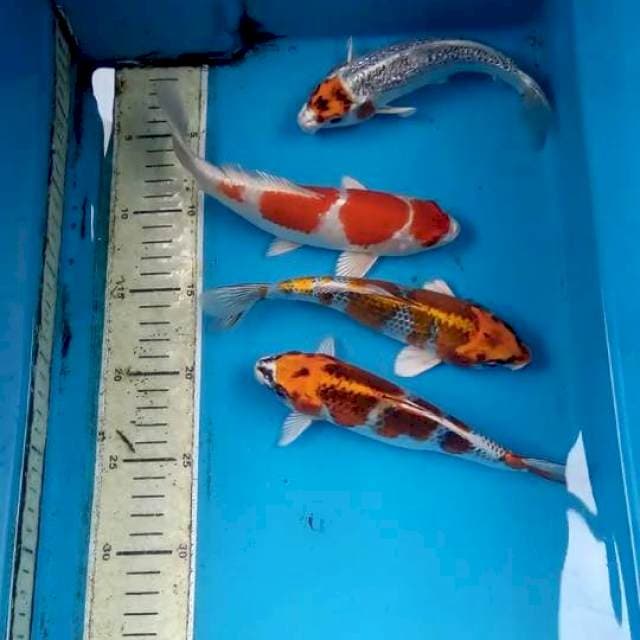 Paket 4 ekor 19-20cm