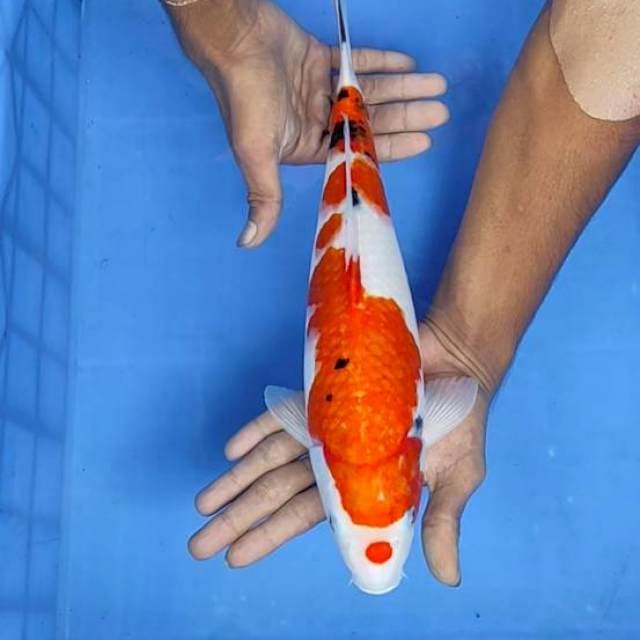 Sanke 35cm