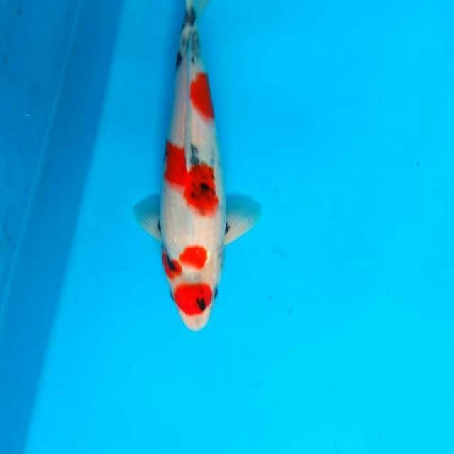 Showa 30cm