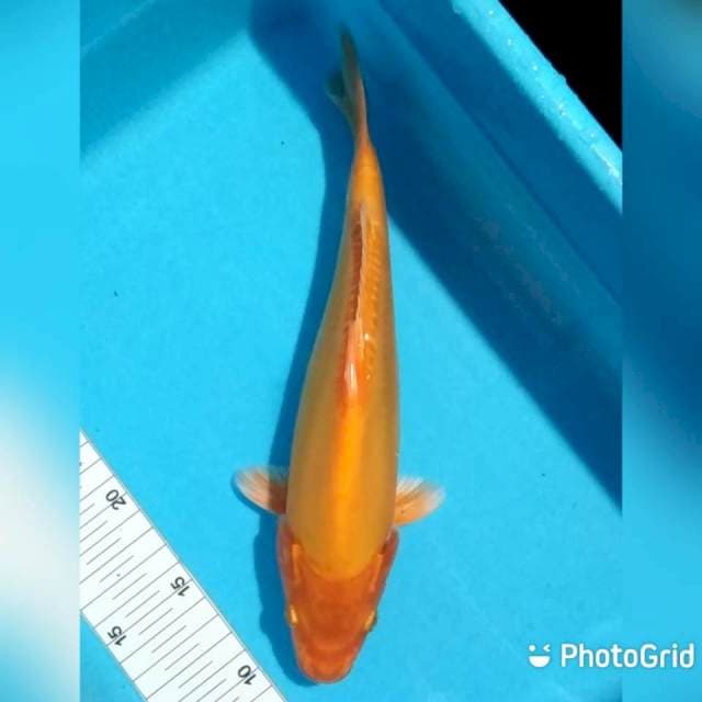 Doitsu 28cm
