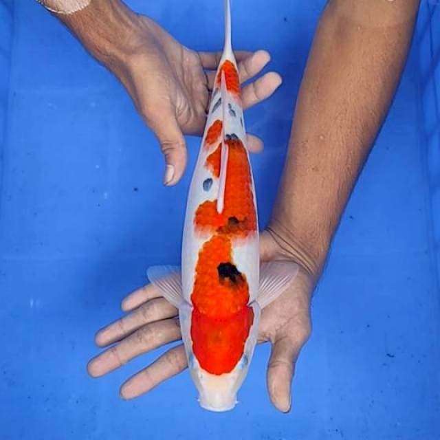 Sanke 34cm