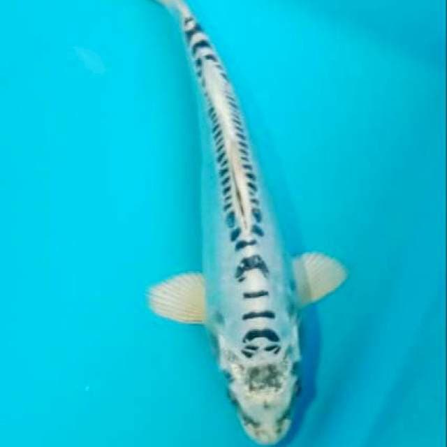 Antik 25cm