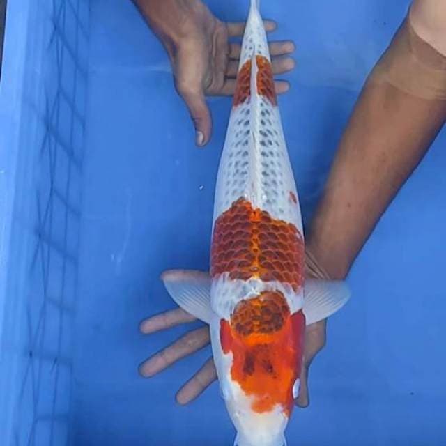 Kojaku 49cm