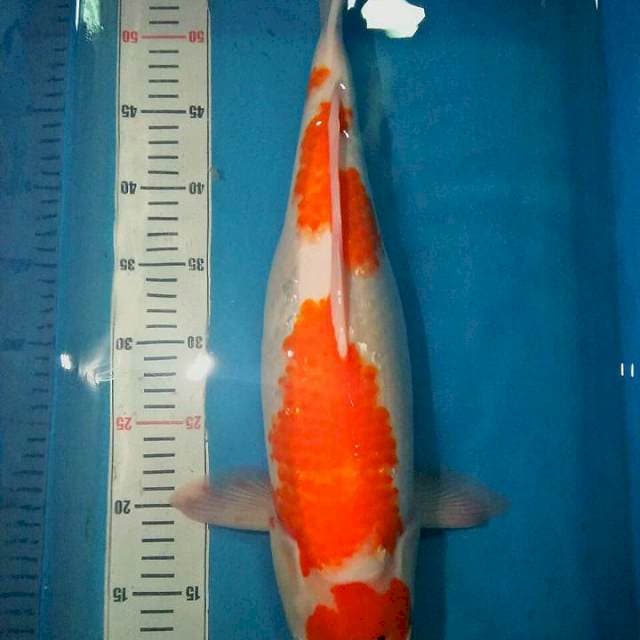 Kohaku