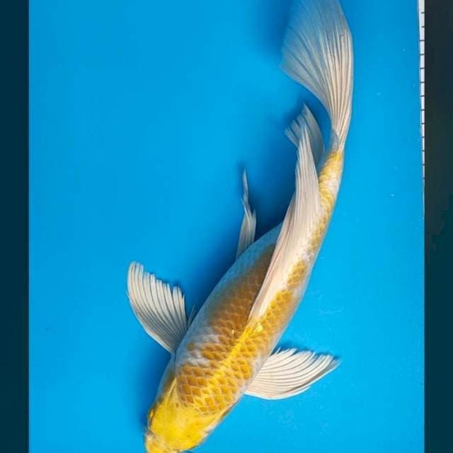 Kumpay hariwake 38cm