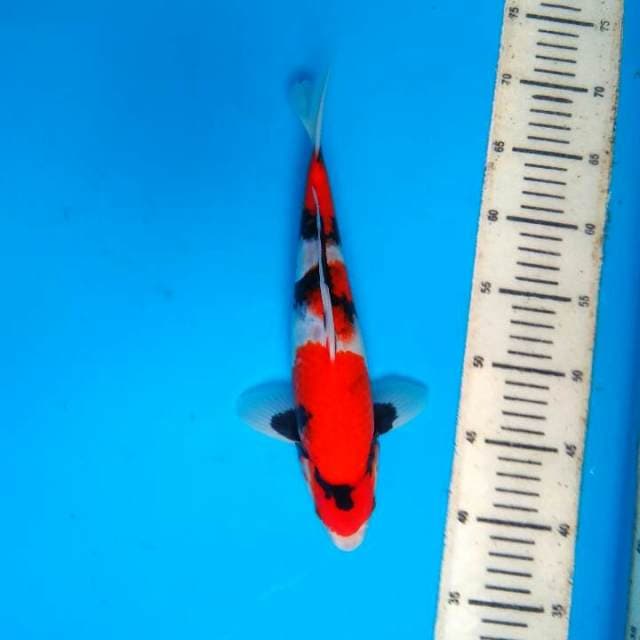 Showa 30cm