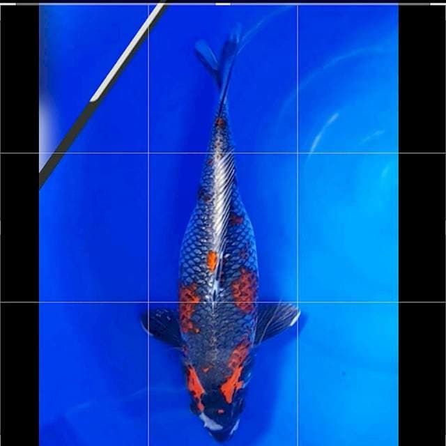 BENI GINGA 37/Female