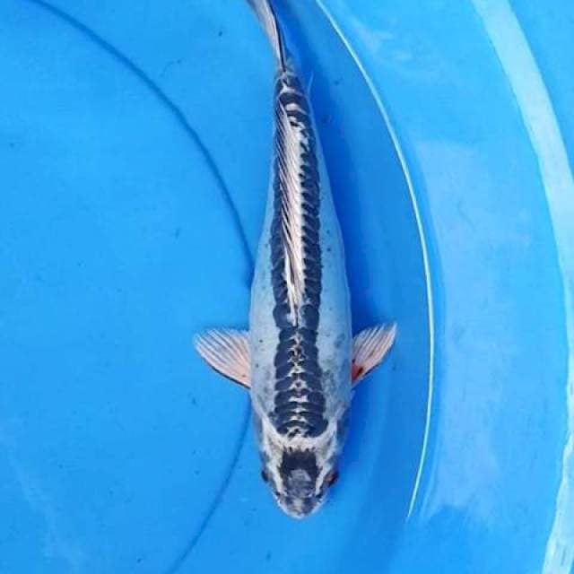 Kiko shushui 28 cm