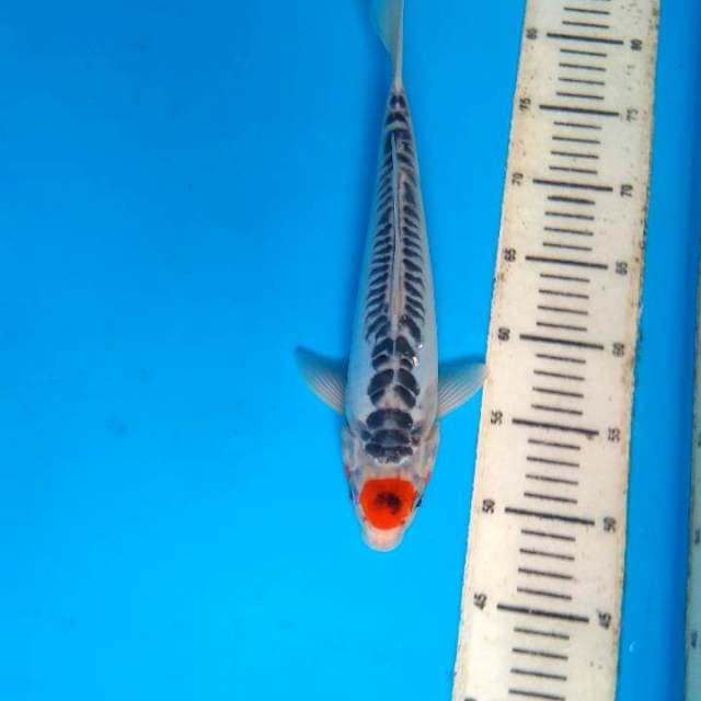 Tancho shusui 32cm