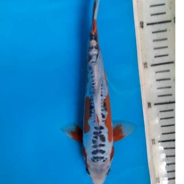 Shusui 25cm