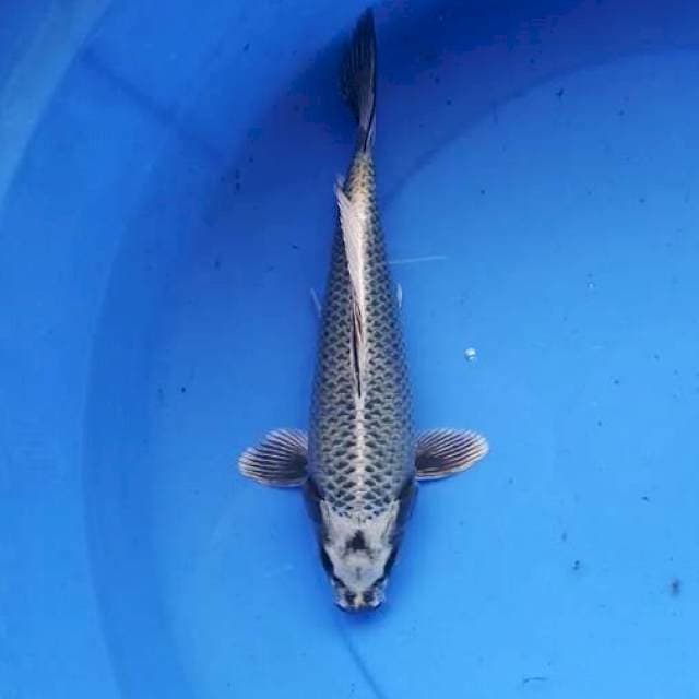 Mukashi 25 cm