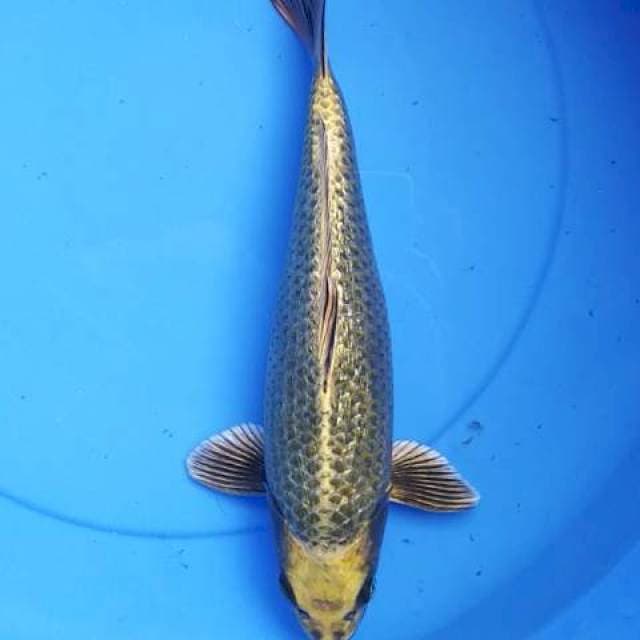 Mukashi ginrin punuk 31 cm