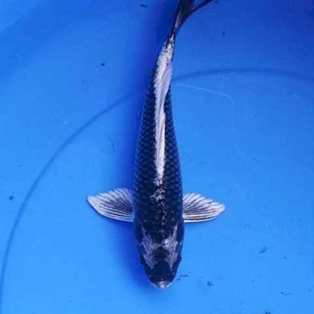 Kabuto 24 cm