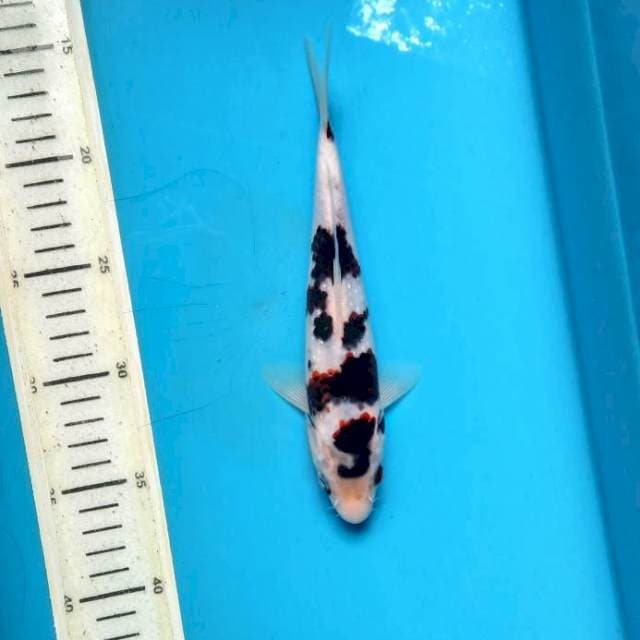 Goromo 22cm