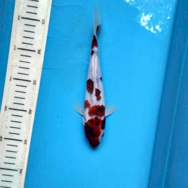 Goromo 22cm
