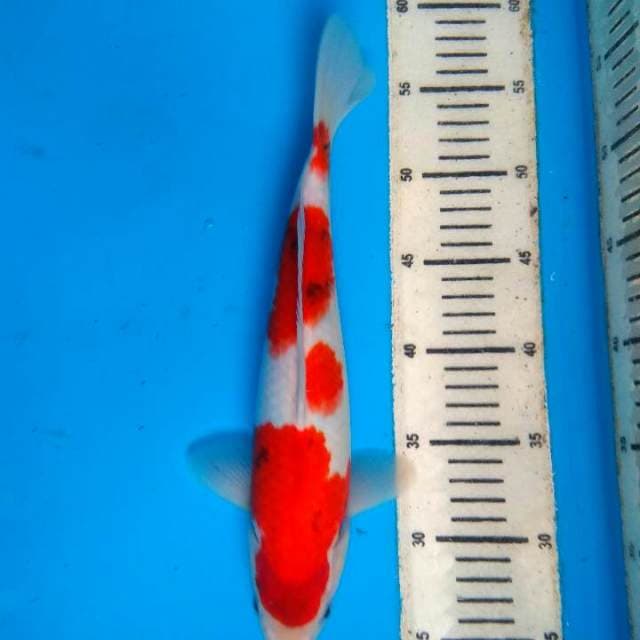 Showa 31cm