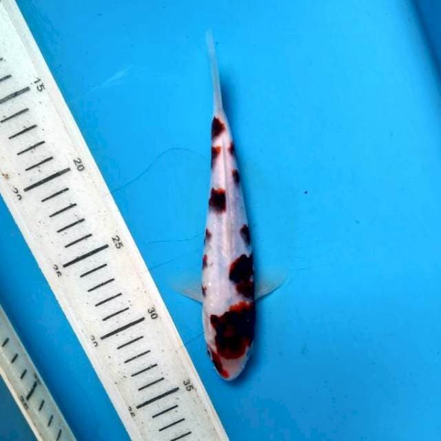 Sakura goromo 19cm