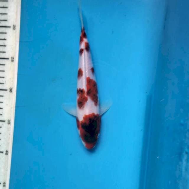 Koromo 22cm 