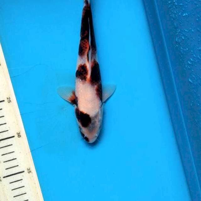Goromo 22cm