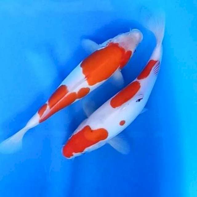 DUO MURNI DOITSU # 26-27CM