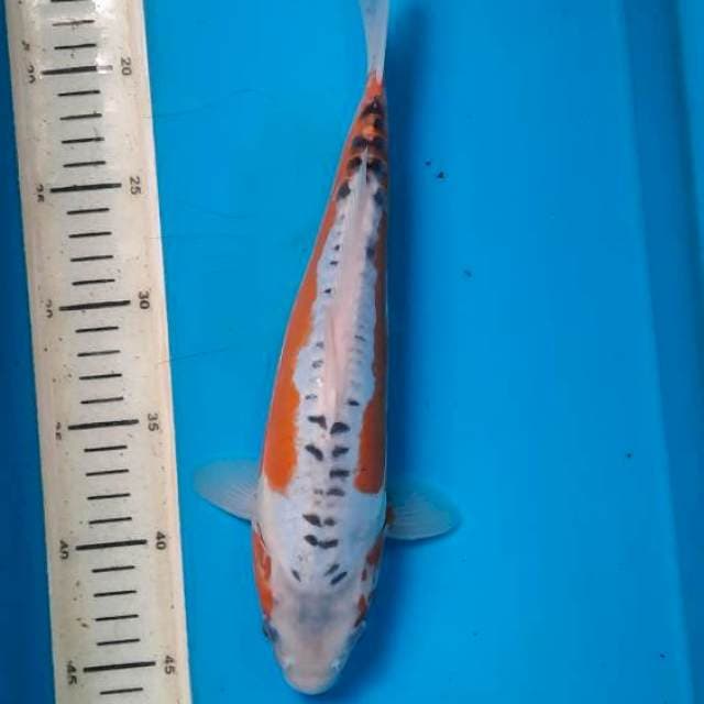 Hana Shusui 30cm 