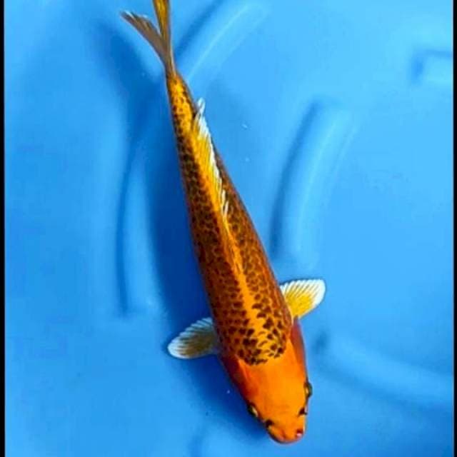 JUMBO KIN MATSUBA # 43CM