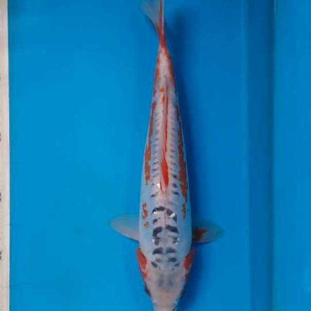 Shusui 27cm 