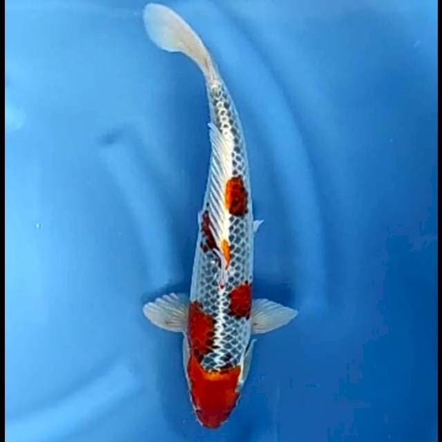 KUJAKU # 37CM JANTAN