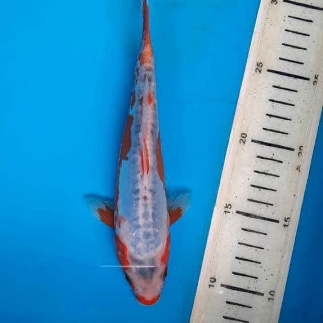 Shusui 21cm 