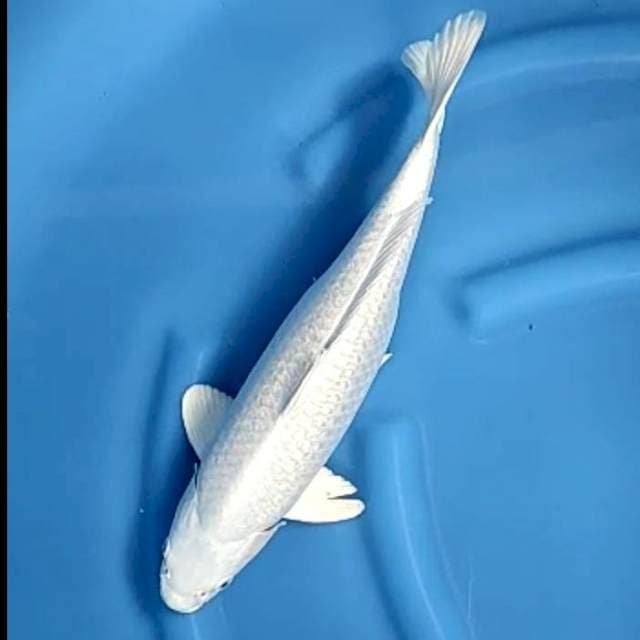 PLATINUM GINRIN # 40CM