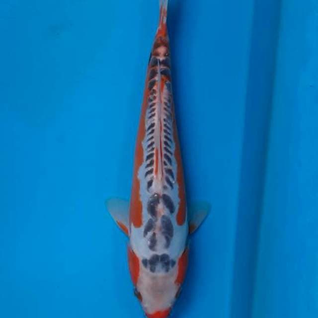 Hana Shusui 26cm