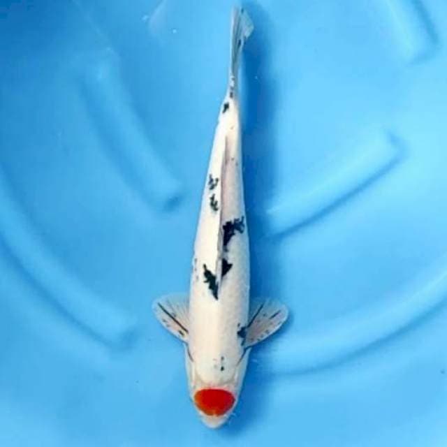 TANCHO SANKE # 39CM