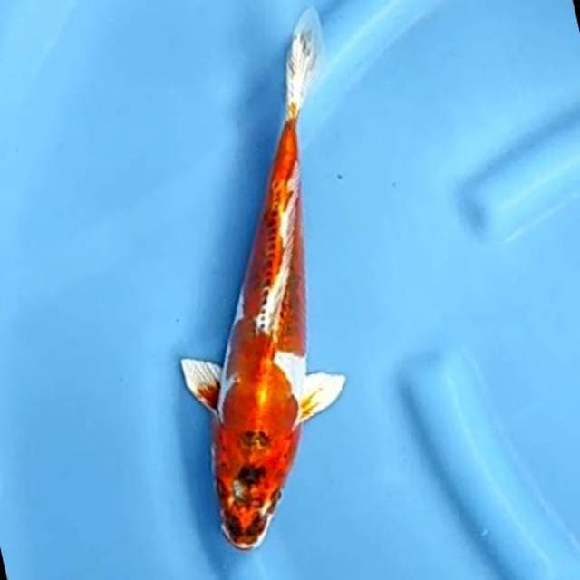 KIKO # 30CM
