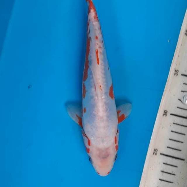Khosui 25cm