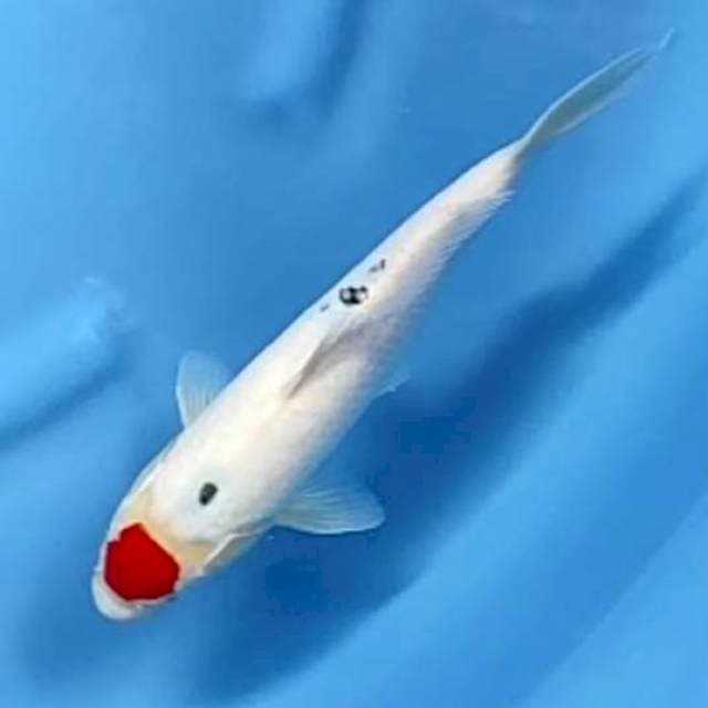 TANCHO # 30CM