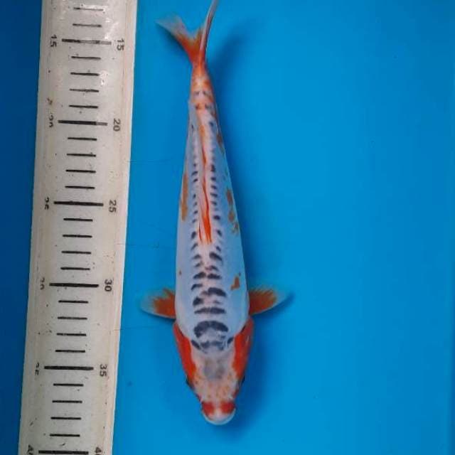 Shusui 25cm
