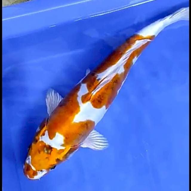 KIKOKURYU UNIQUE # 36CM