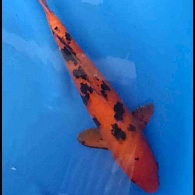 AKA BEKKO # 35CM