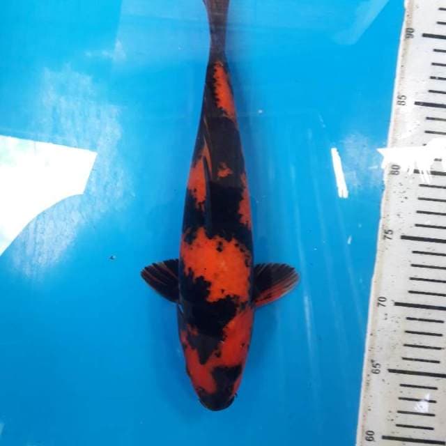 31cm Hi utsuri Female