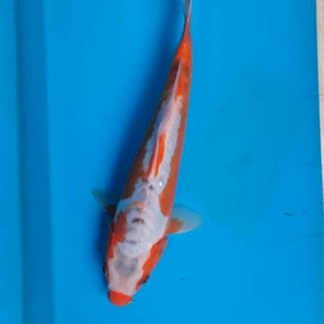 Shusui 25cm