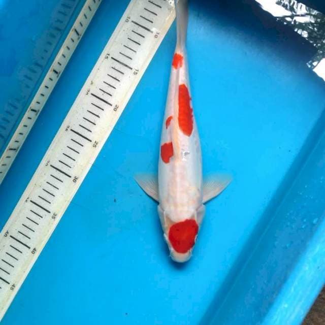Maruten kohaku doit 30cm male