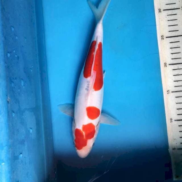 Kohaku doit 29cm Female