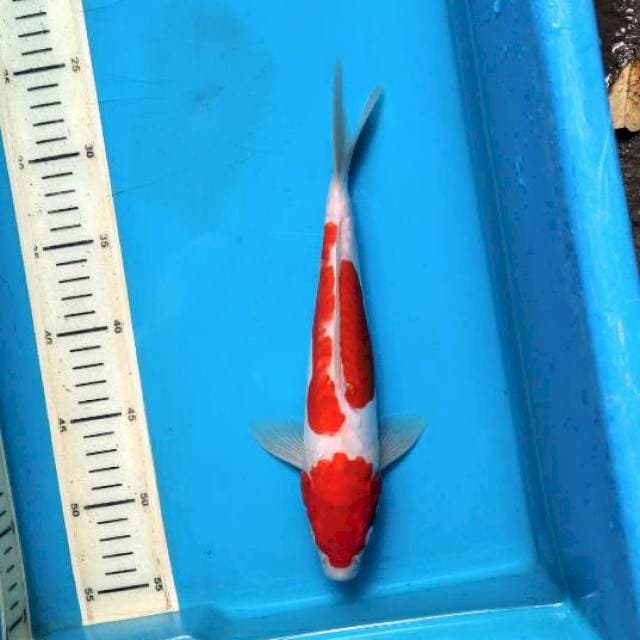 Kohaku doit 27cm male