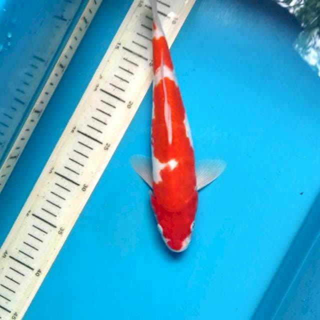 Kohaku doit aragoke 28cm male