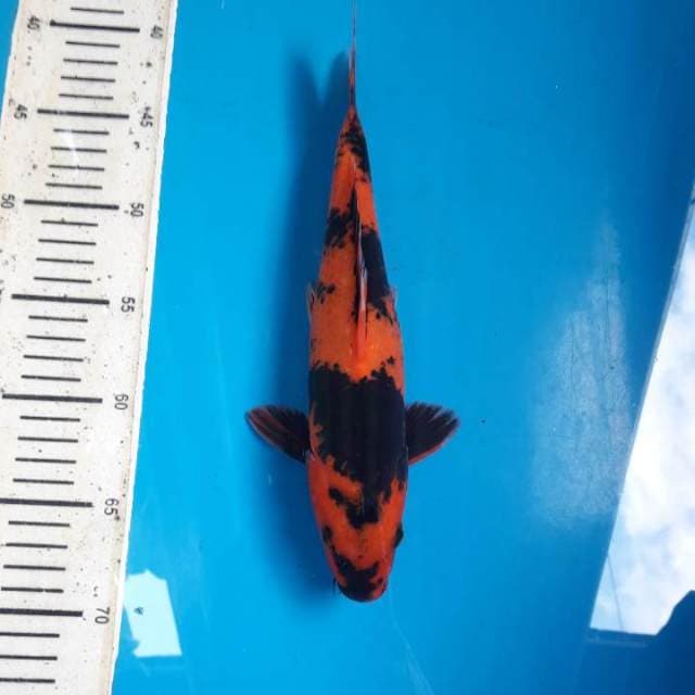28cm Hi utsuri Female