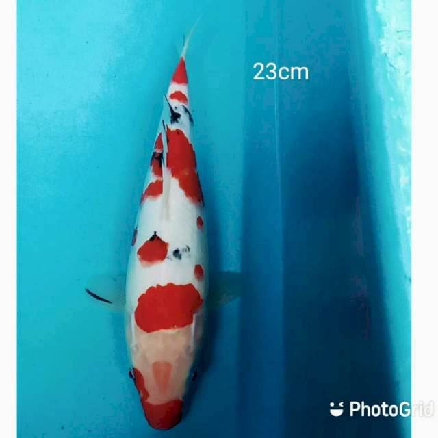 Sanke 23cm