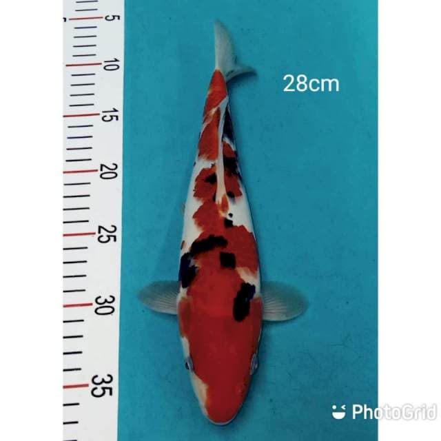 Sanke 28cm